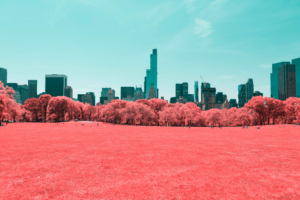 NYC Central Park Infrared 4K332882999 300x200 - NYC Central Park Infrared 4K - Park, NYC, Infrared, Champagne, Central